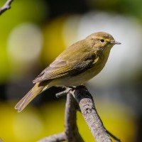 Mosquitero Ibérico